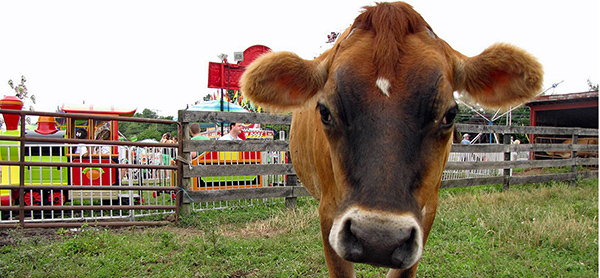 Close-up of a cow.