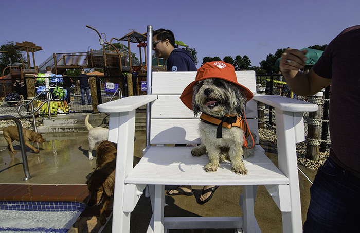 Dog in hat and vest in lifeguard chair.