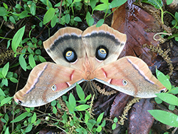 moth.
