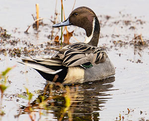 Pintail duck.