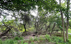 Vines prior to volunteers from Transurban clearing them out of Churchill Road Park in Fairfax VA.