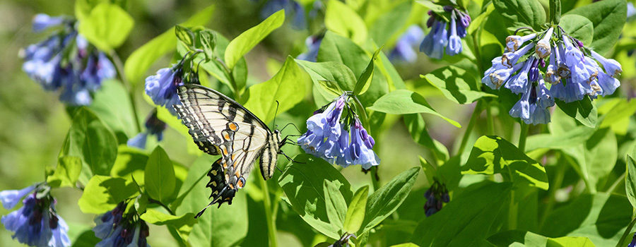 Bluebells and butterfly.