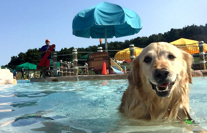 Dog swimming in the pool.